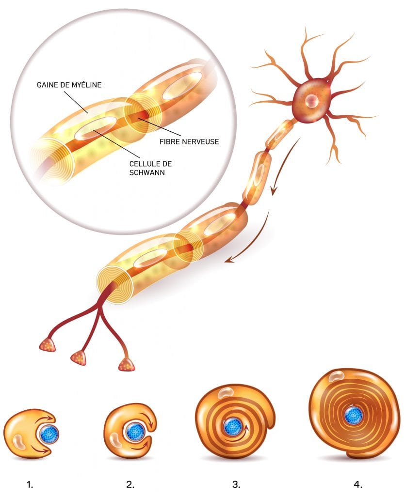 Formation de la gaine de myéline autour de la fibre nerveuse. Plus il y a de myéline, plus il y a de chances que cela devienne une habitude. Vue longitudinale et coupe transversale.